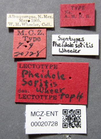 Media type: image;   Entomology 20728 Aspect: labels